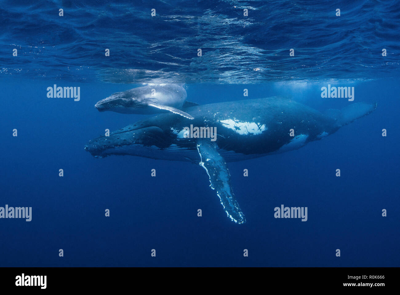 baby humpback whale size