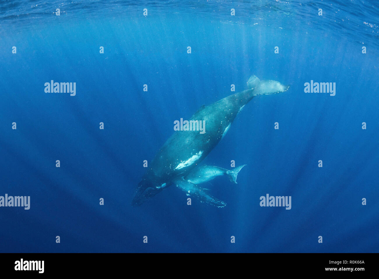 A mother humpback whale teaches her calf to hold its breath Stock Photo Alamy