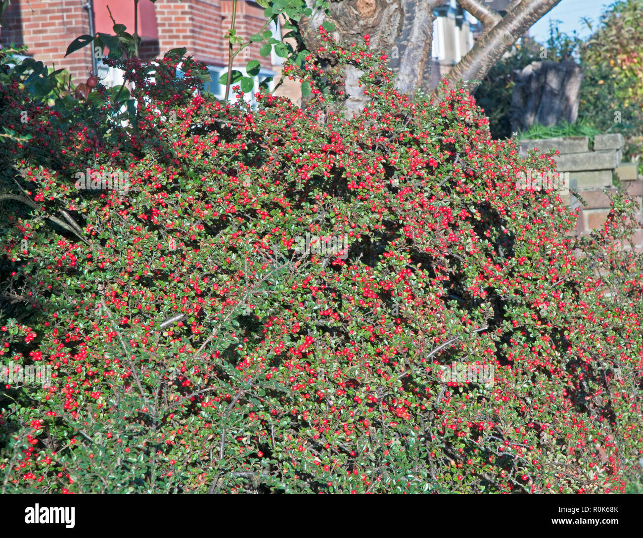 Cotoneaster horizontalis covered with red berries in autumn. Deciduous shrub that flowers in spring and leaves turn red in autumn . Stock Photo