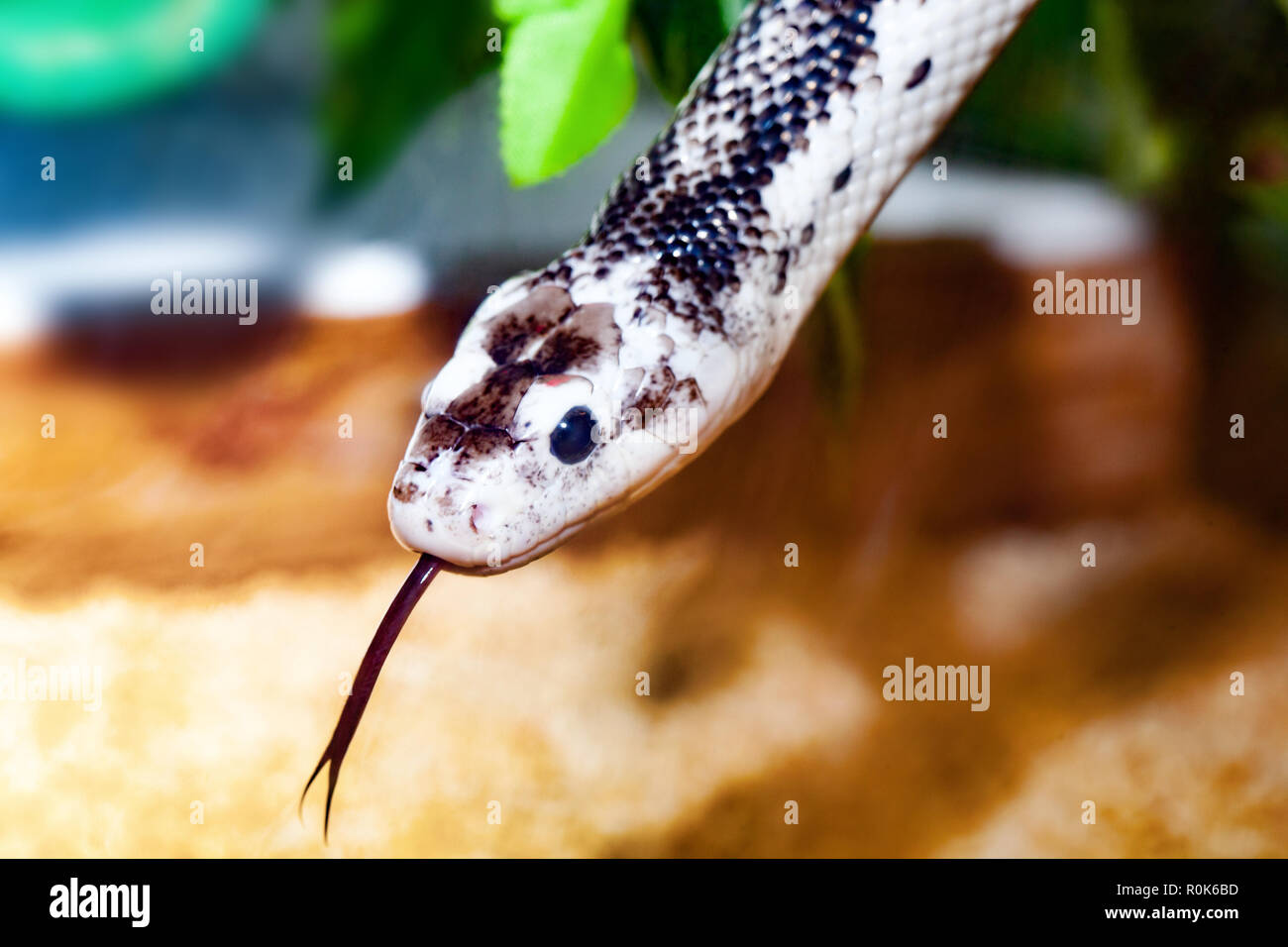 Pantherophis Obsoleta or Elaphe Obsoleta, commonly called Rat Snake. Stock Photo