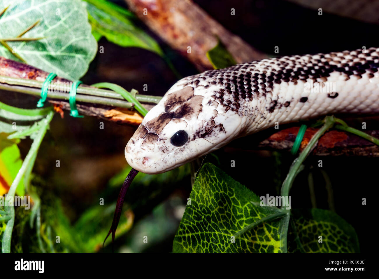 Pantherophis Obsoleta or Elaphe Obsoleta, commonly called Rat Snake. Stock Photo