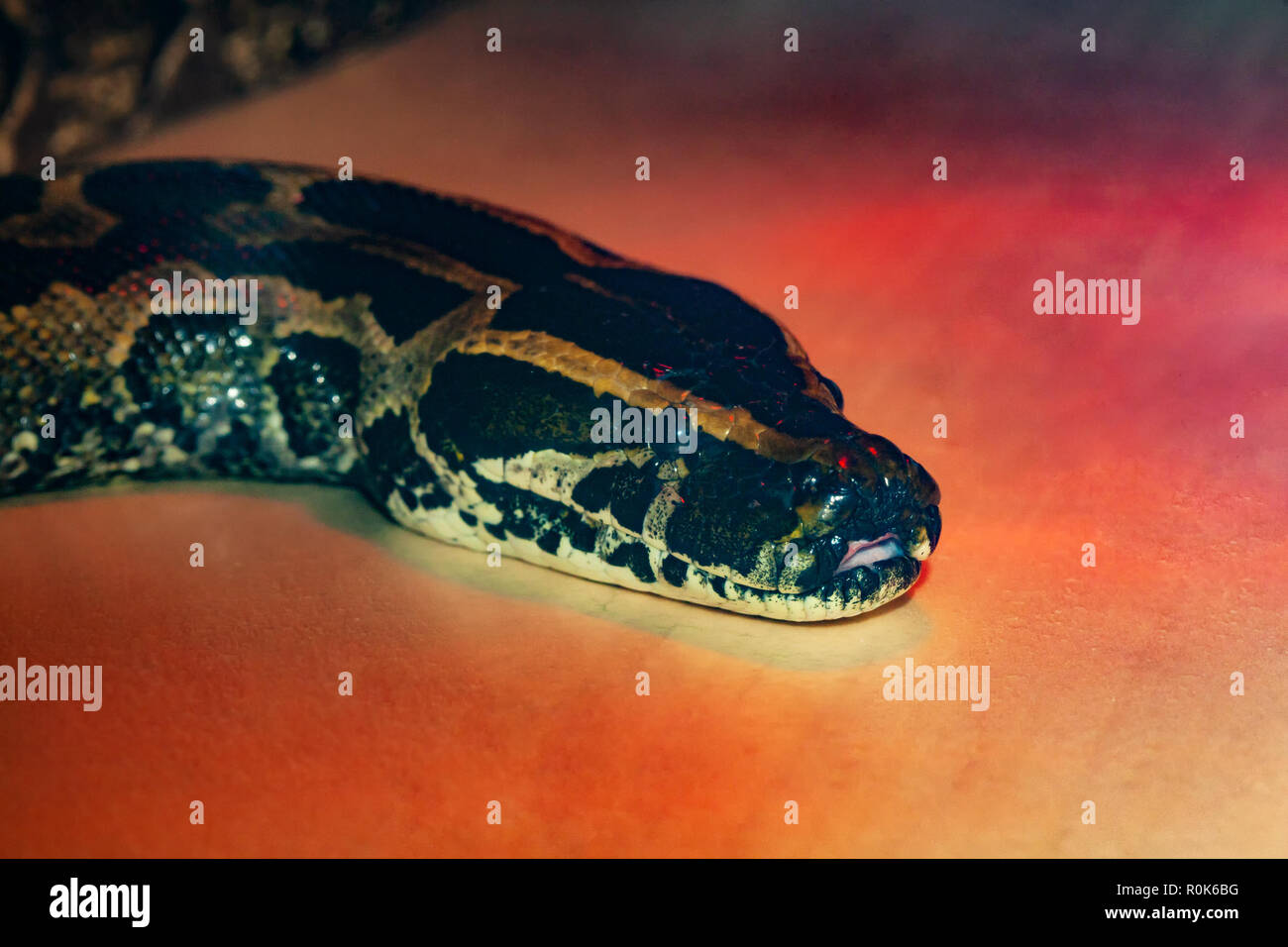 African python snake close up under red light. Stock Photo