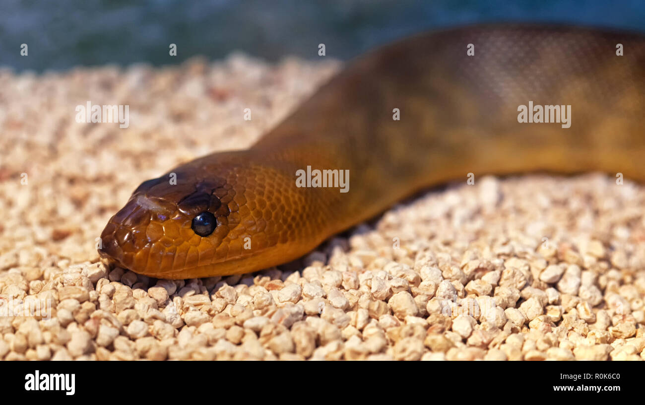 Argyrogena fasciolata or Banded Racer snake. Stock Photo