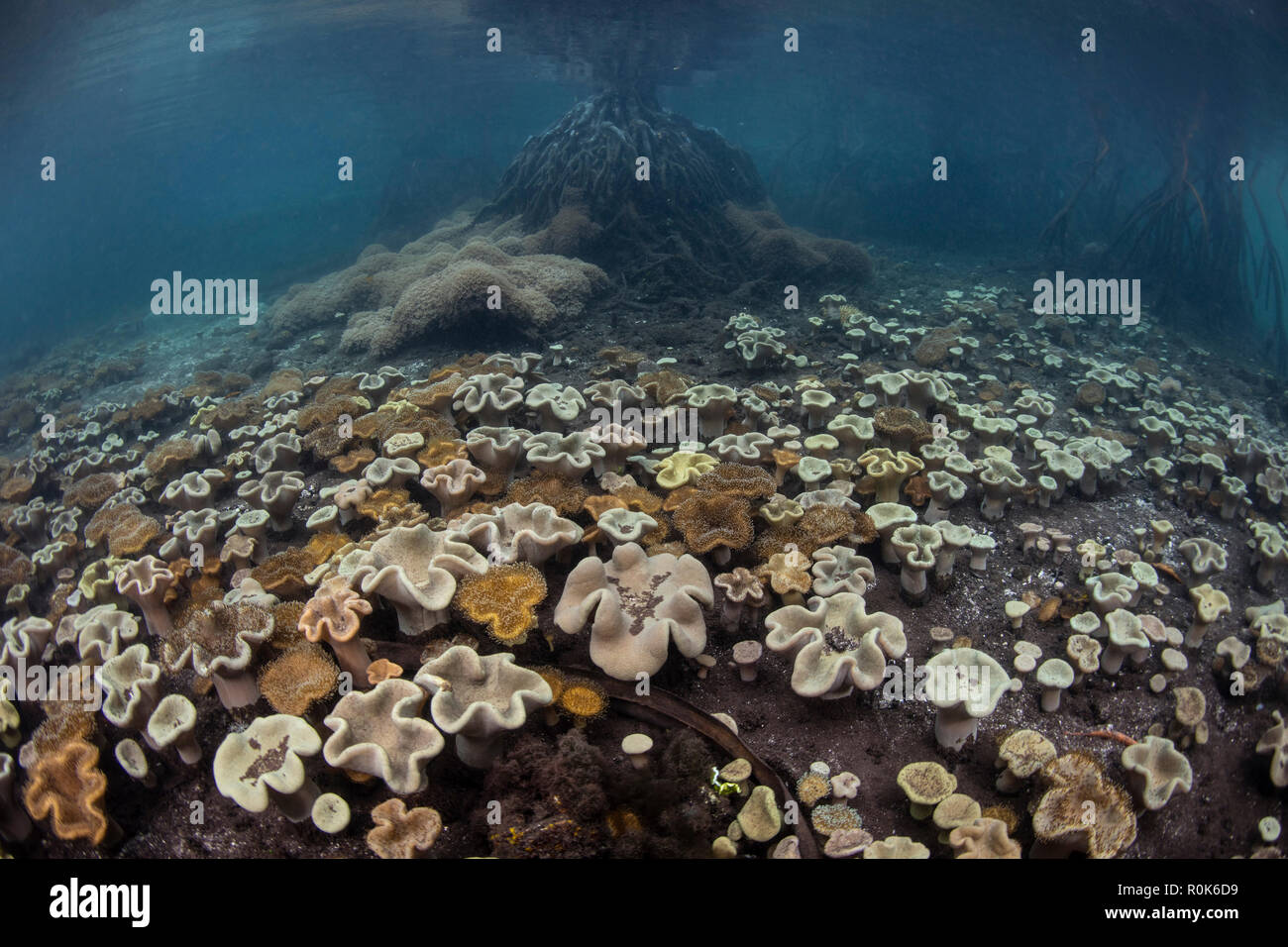 The seafloor in a mangrove forest is covered by soft leather corals. Stock Photo