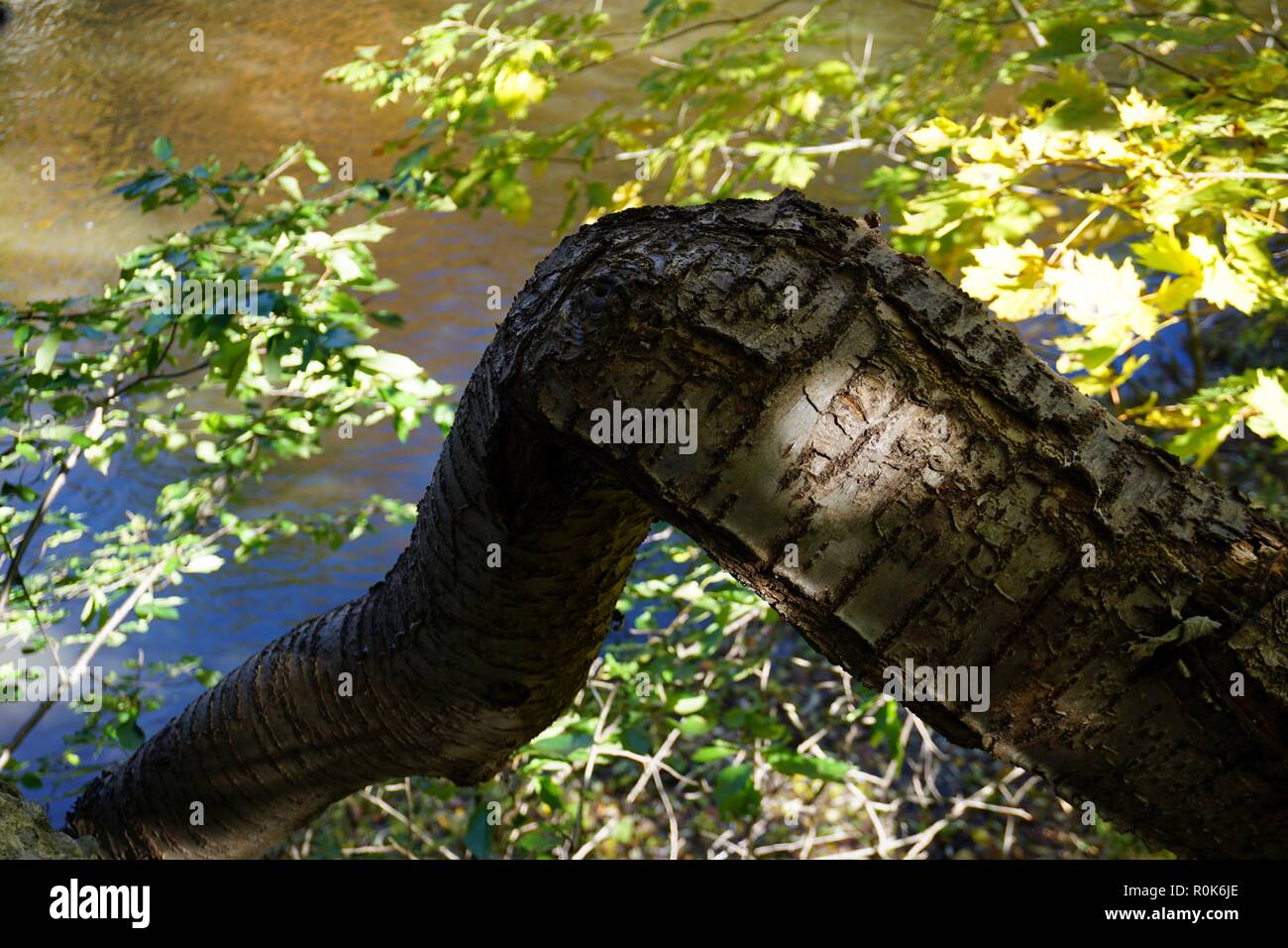crooked tree trunk Stock Photo Alamy