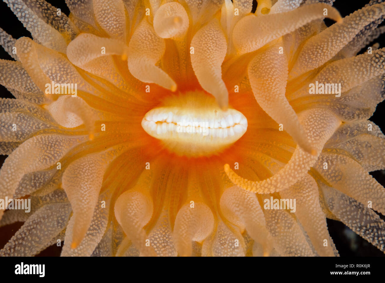 Closeup view of sun coral (Tubastraea coccinea), Lembeh Strait, Indonesia Stock Photo Alamy