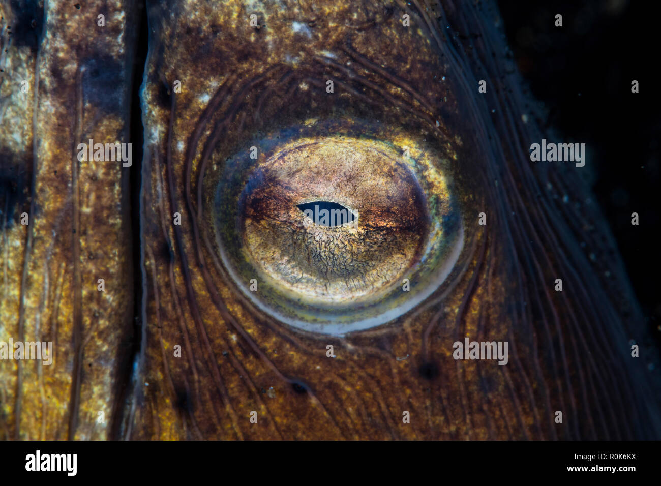 Detail of the eye on a blacksaddle snake eel. Stock Photo