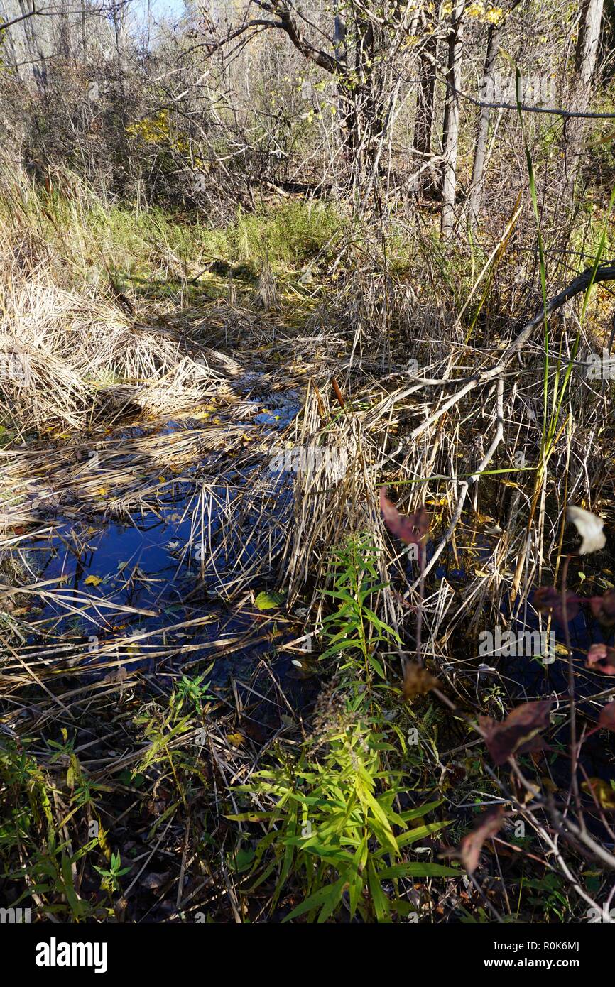 swamp land Stock Photo Alamy