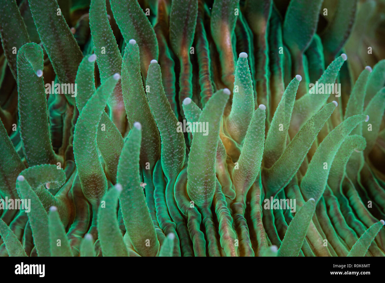 Detail of the tentacles of a mushroom coral in Lembeh Strait, Indonesia. Stock Photo