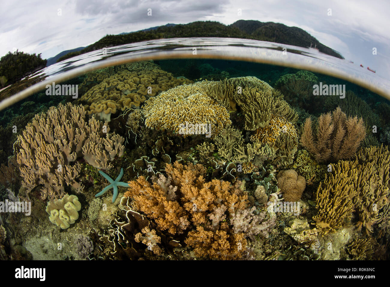 A beautiful coral reef grows near an island in Raja Ampat, Indonesia