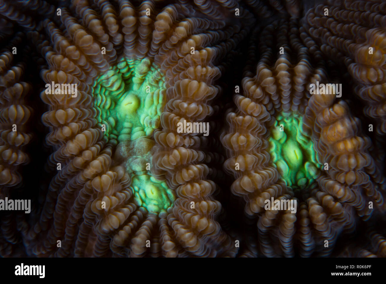 Detail of the polyps of a Favia coral . Stock Photo