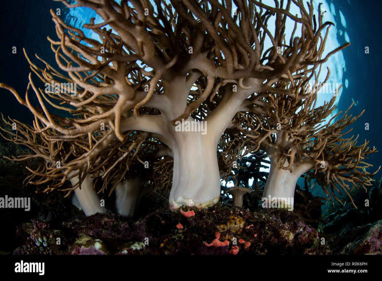 Soft corals grow on the edge of a beautiful reef in the Banda Islands of eastern Indonesia. Stock Photo