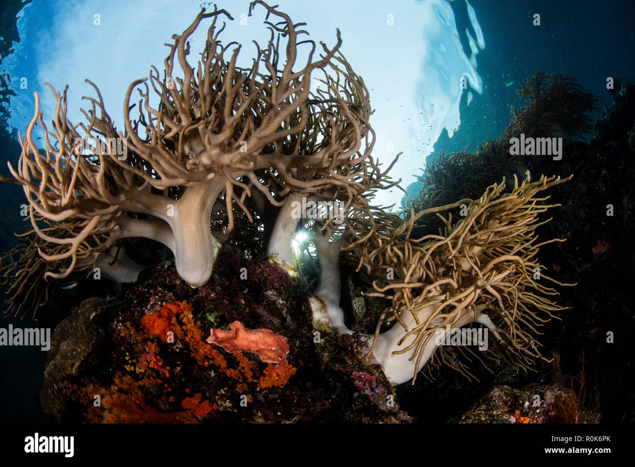 Soft corals grow on the edge of a beautiful reef in the Banda Islands of eastern Indonesia. Stock Photo