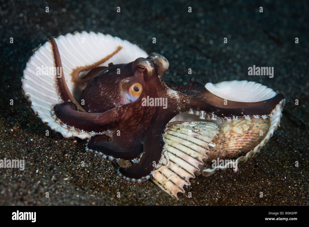 A coconut octopus clings to shells on the seafloor. Stock Photo