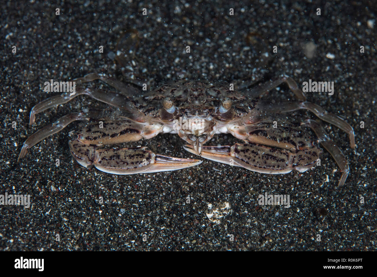 An unidentified swimming crab crawls across the seafloor. Stock Photo