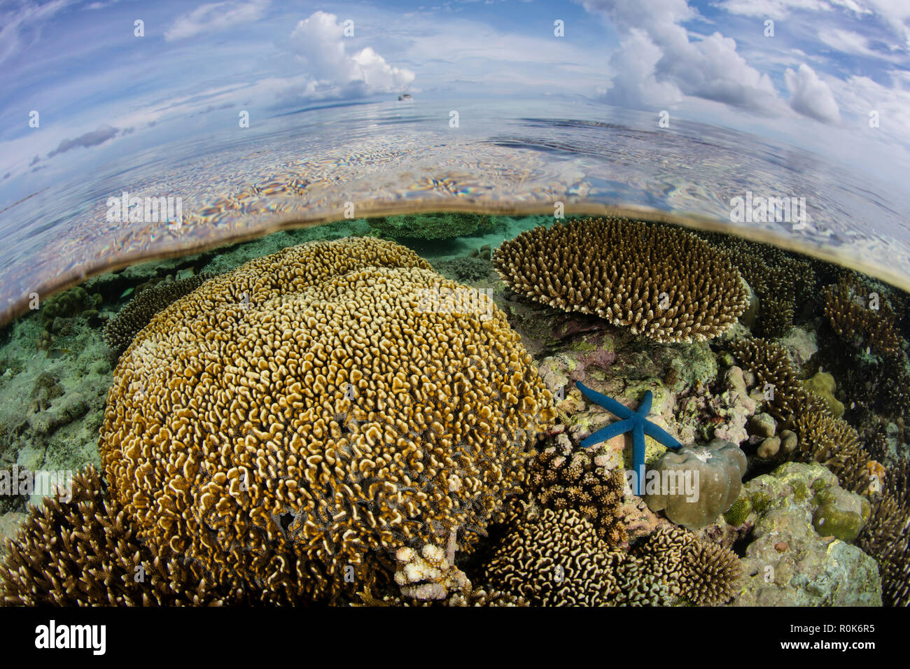 A beautiful coral reef grows near an island in the Banda Sea, Indonesia