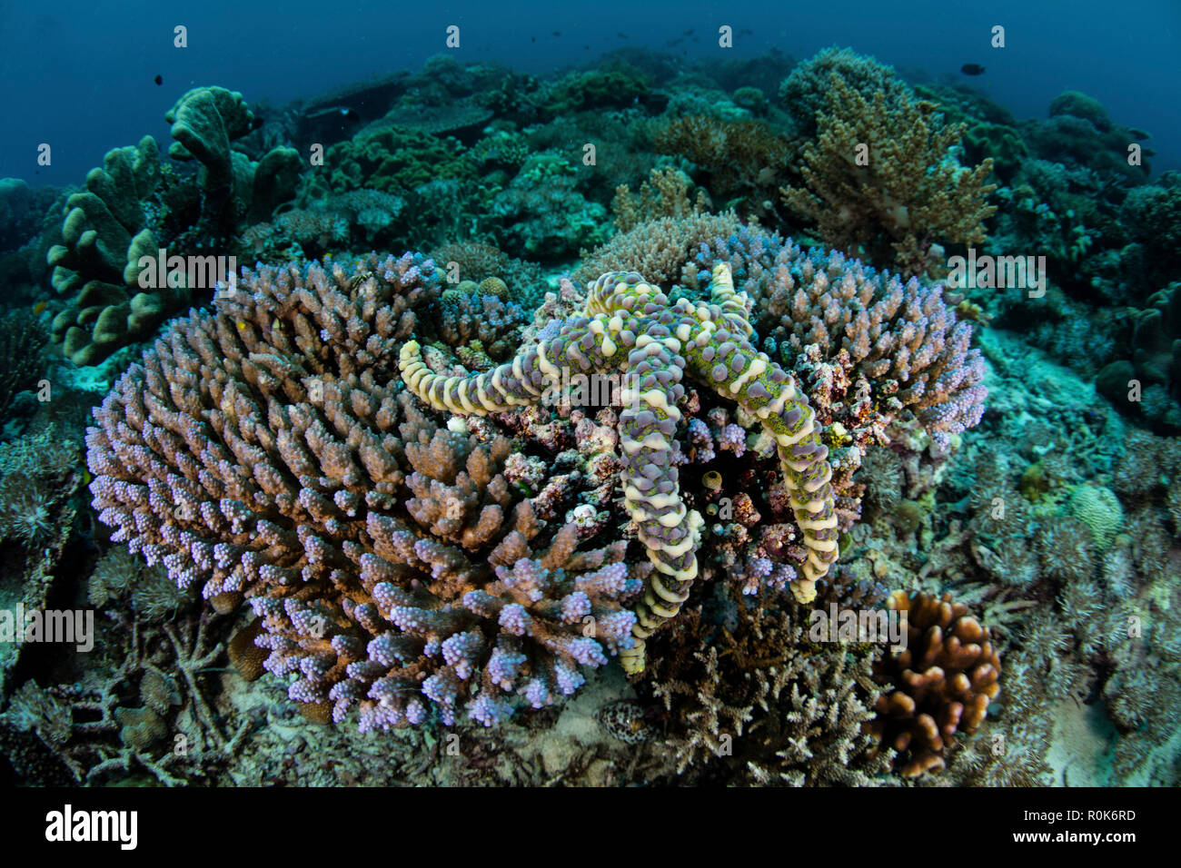 A warty sea star clings to a coral colony in the Banda Sea of eastern Indonesia. Stock Photo