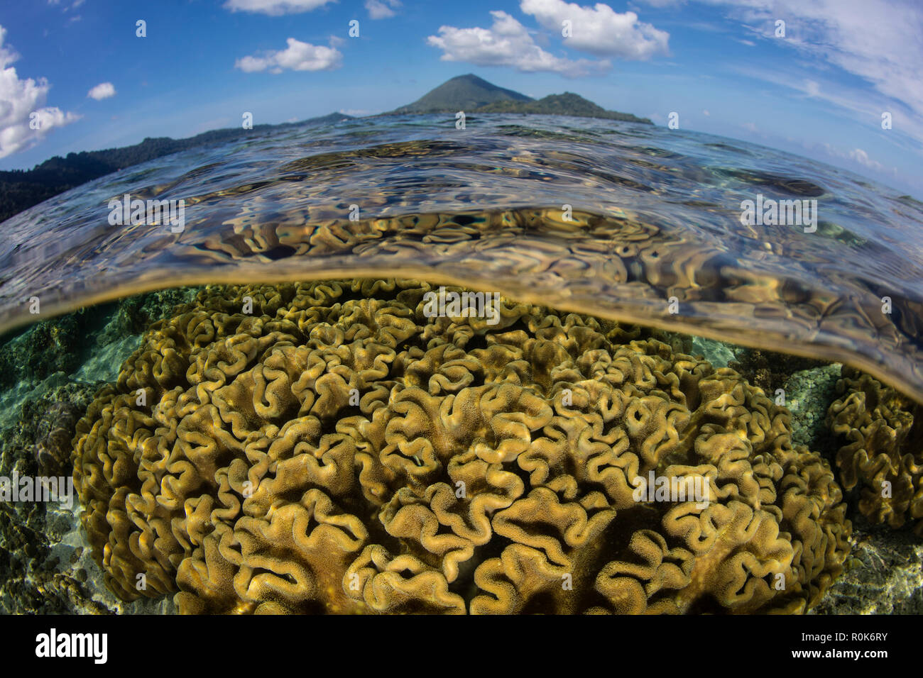 Banda islands indonesia spice hi-res stock photography and images - Alamy