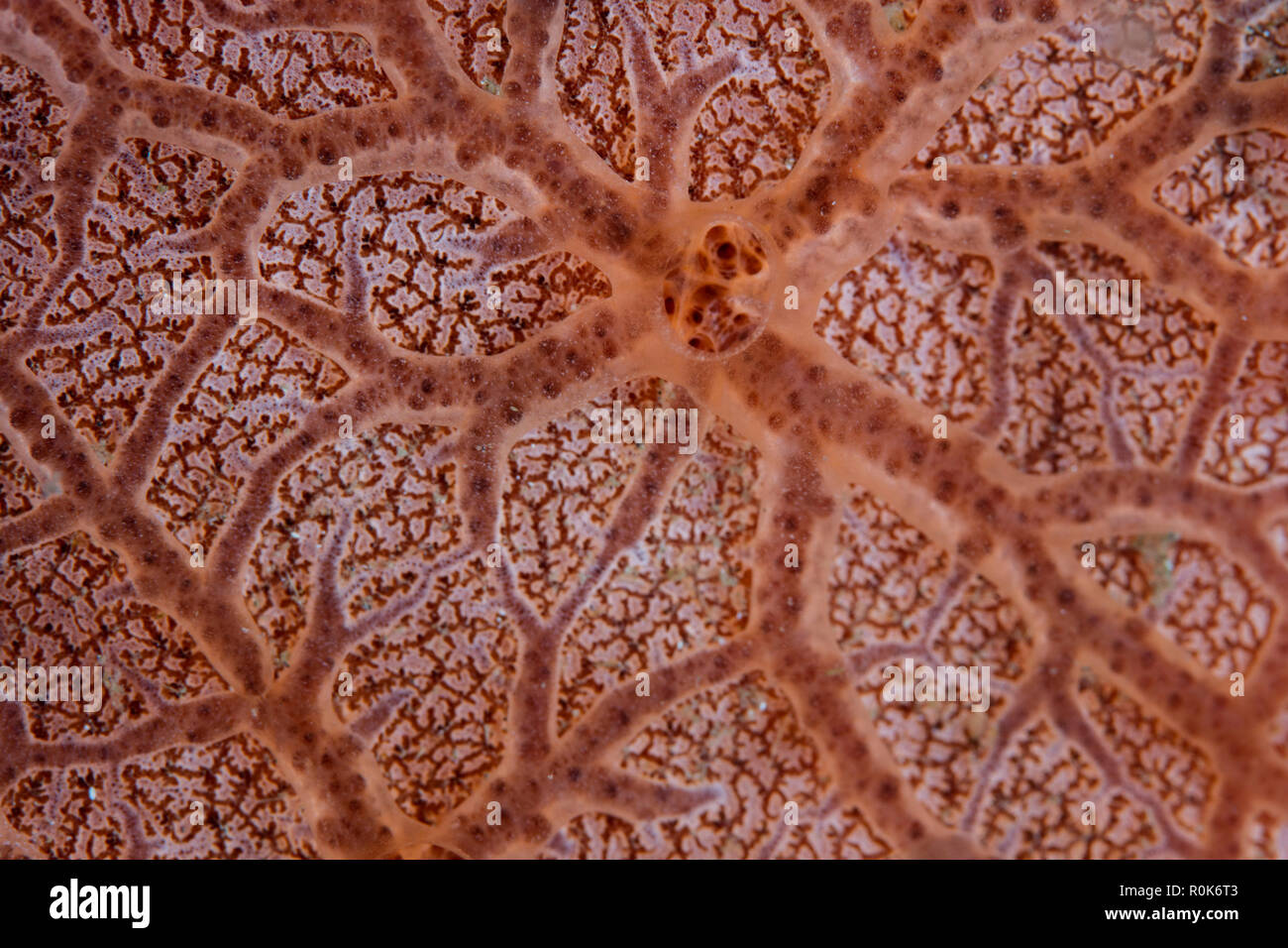 Detail of an encrusting sponge growing in Lembeh Strait, Indonesia. Stock Photo