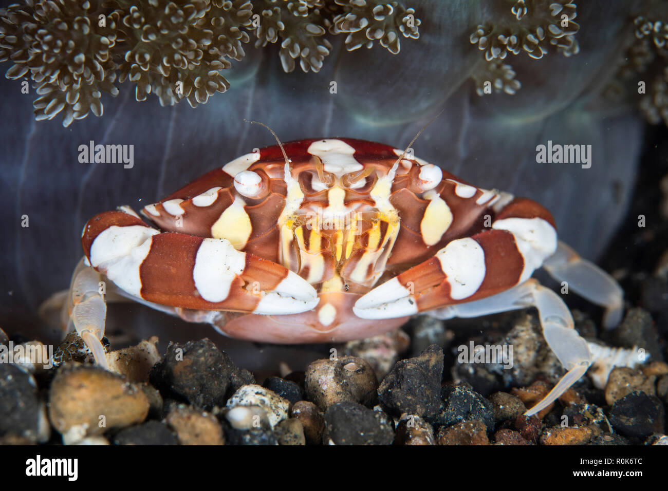 A harlequin swimming crab sits on the seafloor. Stock Photo