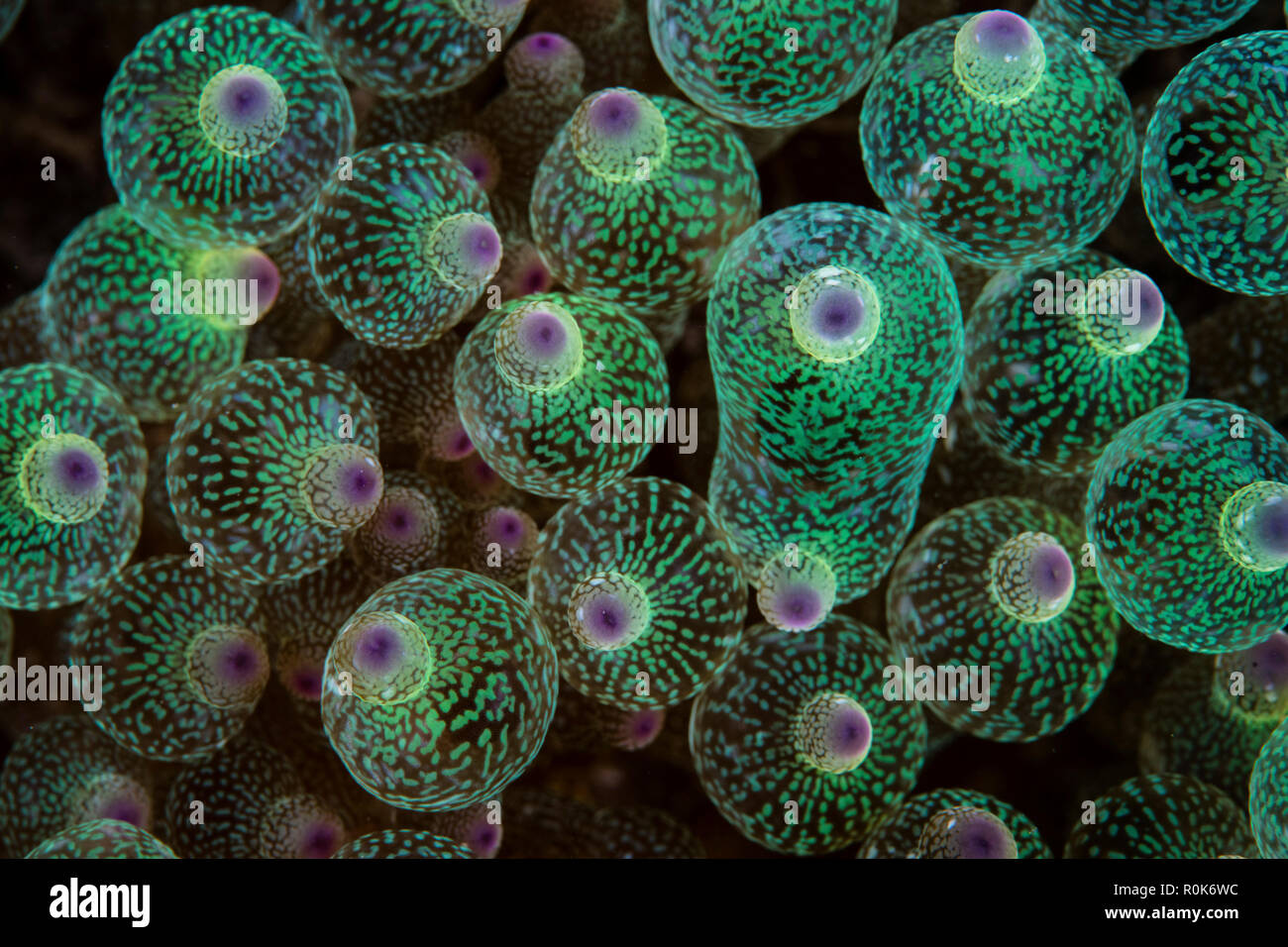 Abstract of the tentacles on a bulbed-anemone in Lembeh Strait, Indonesia. Stock Photo