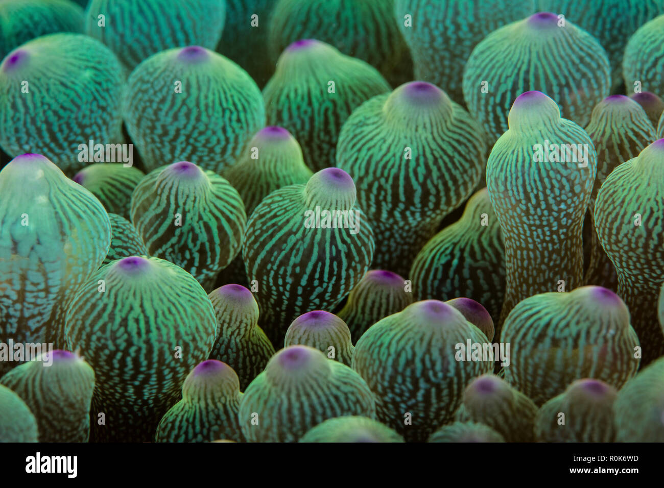 Abstract of the tentacles on a bulbed-anemone in Lembeh Strait, Indonesia. Stock Photo