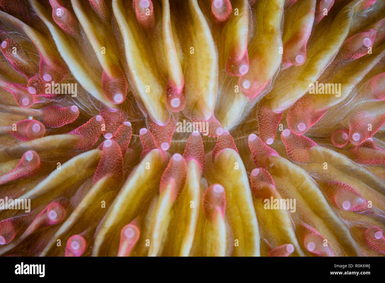 Detail of the mouth on a mushroom coral. Stock Photo