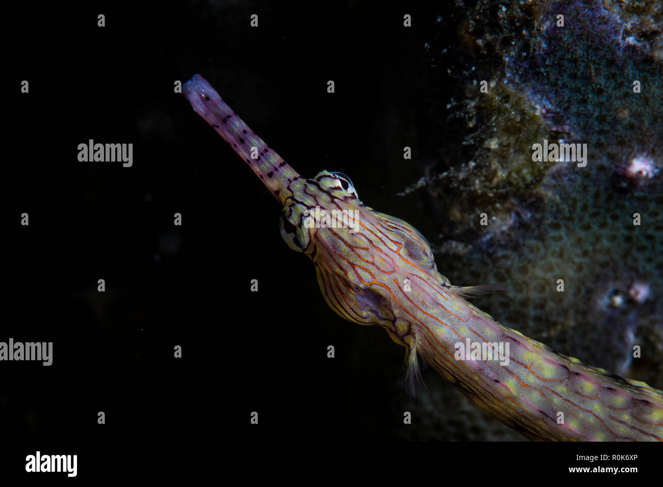 A messmate pipefish swims over the seafloor in Alor, Indonesia. Stock Photo