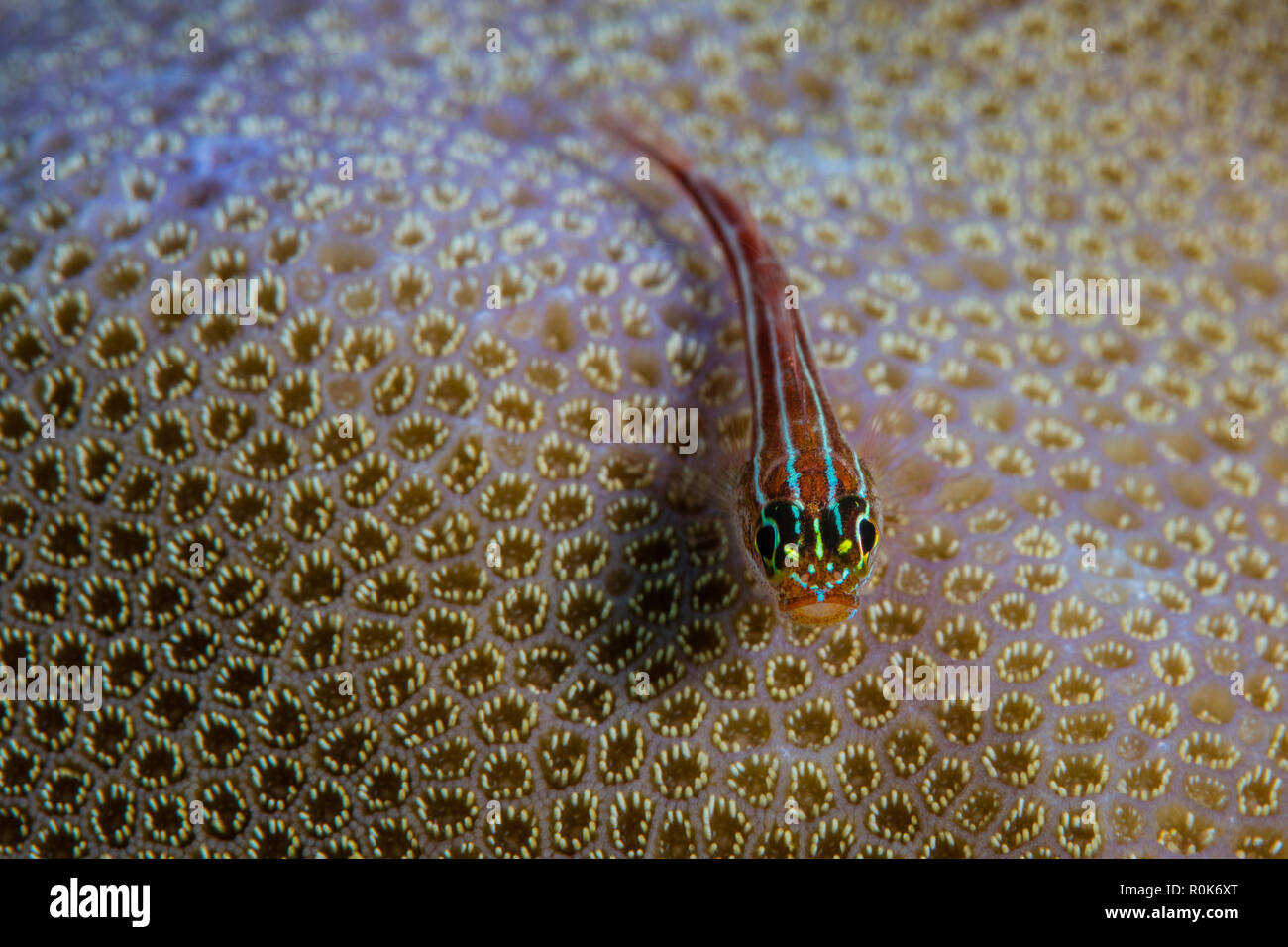 A small striped dwarf goby sits on a coral colony. Stock Photo