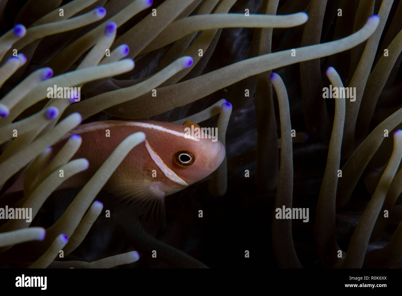A Pink Anemonefish Swims Among The Tentacles Of Its Host Anemone Stock Photo Alamy