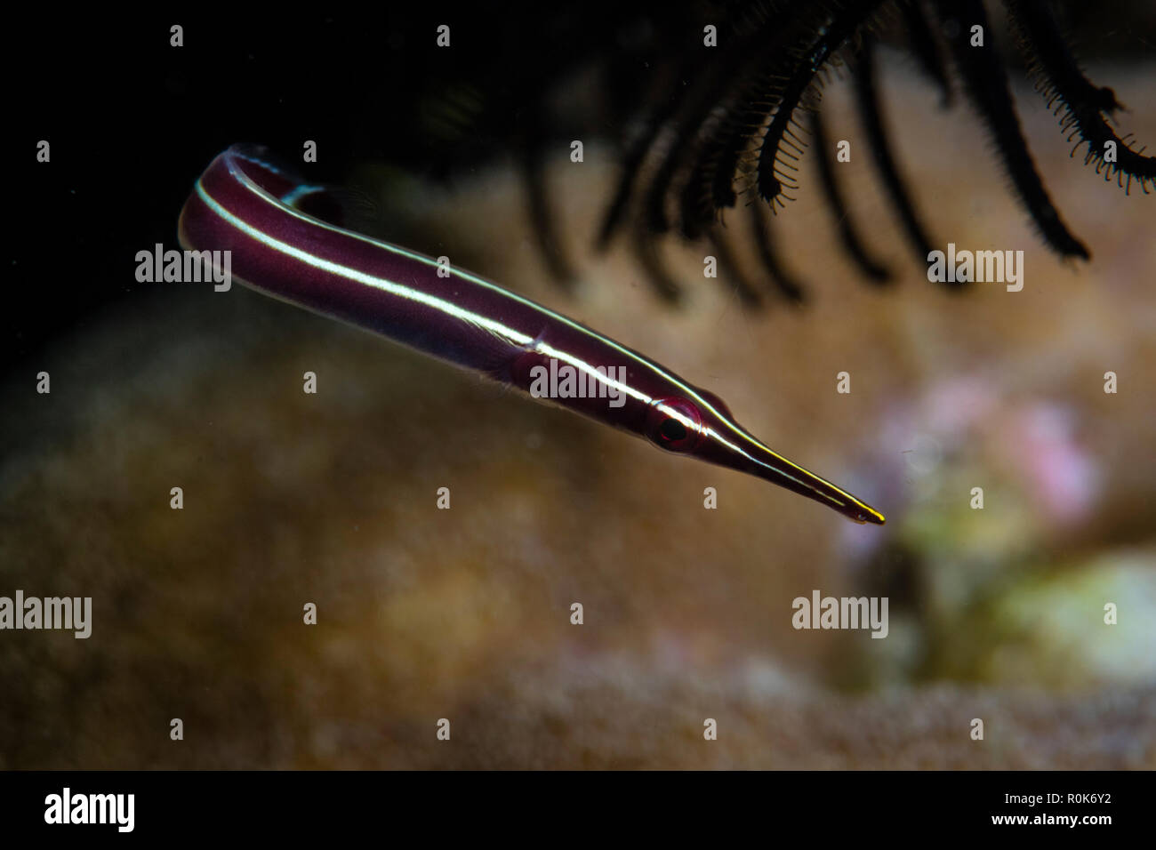An urchin clingfish hovers near a protective feather star. Stock Photo