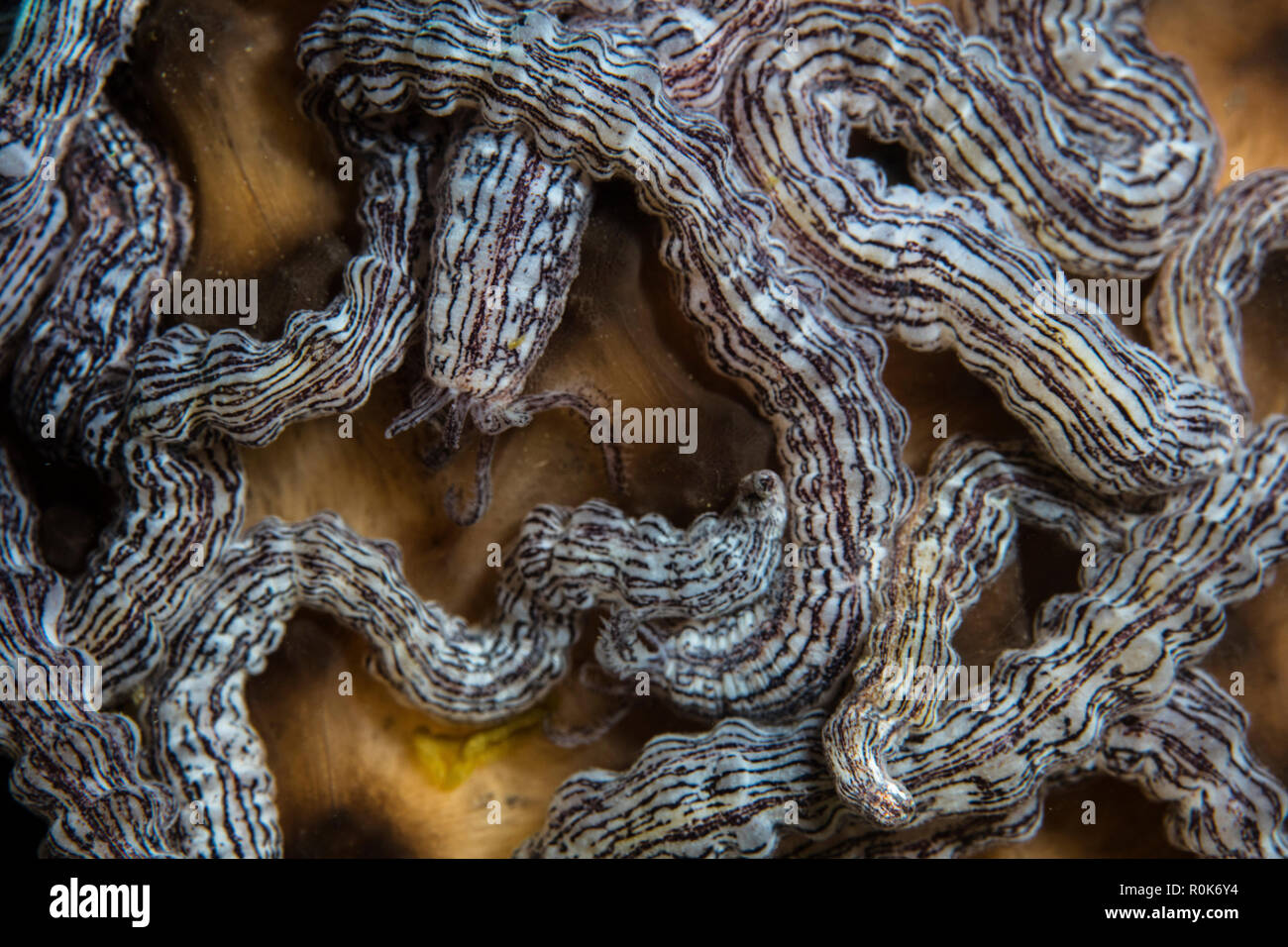 Detail of small, white sea cucumbers clinging to a sponge on a coral reef. Stock Photo