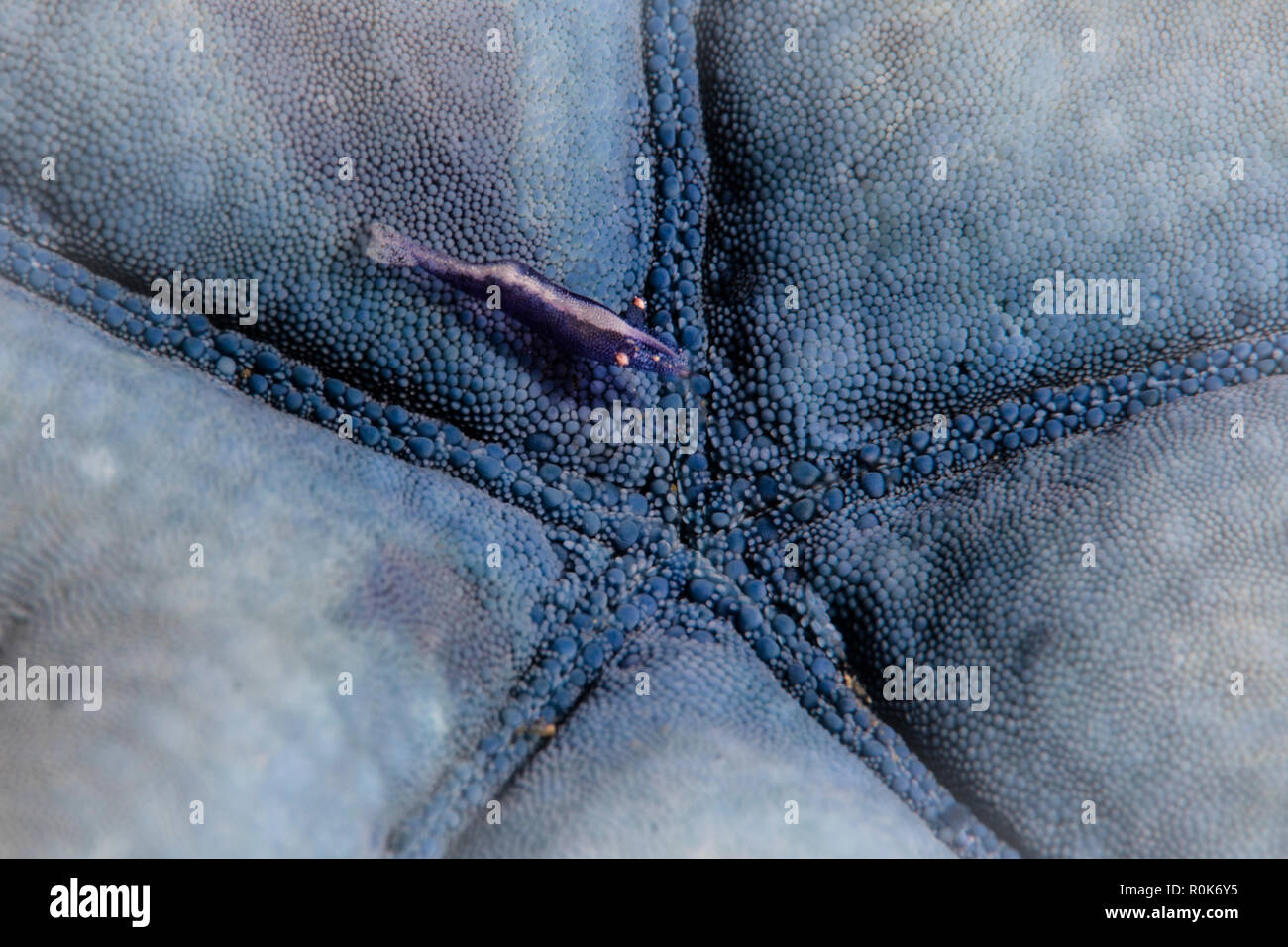 A tiny Periclimenes soror shrimp clings to its host starfish. Stock Photo