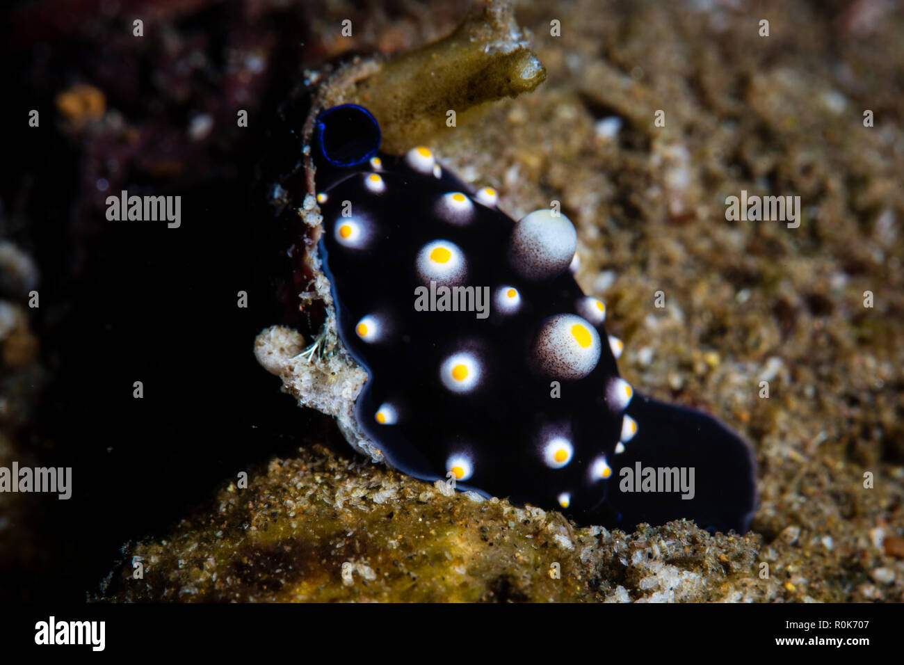 A juvenile egg cowrie, Ovula ovum, crawls on a reef. Stock Photo