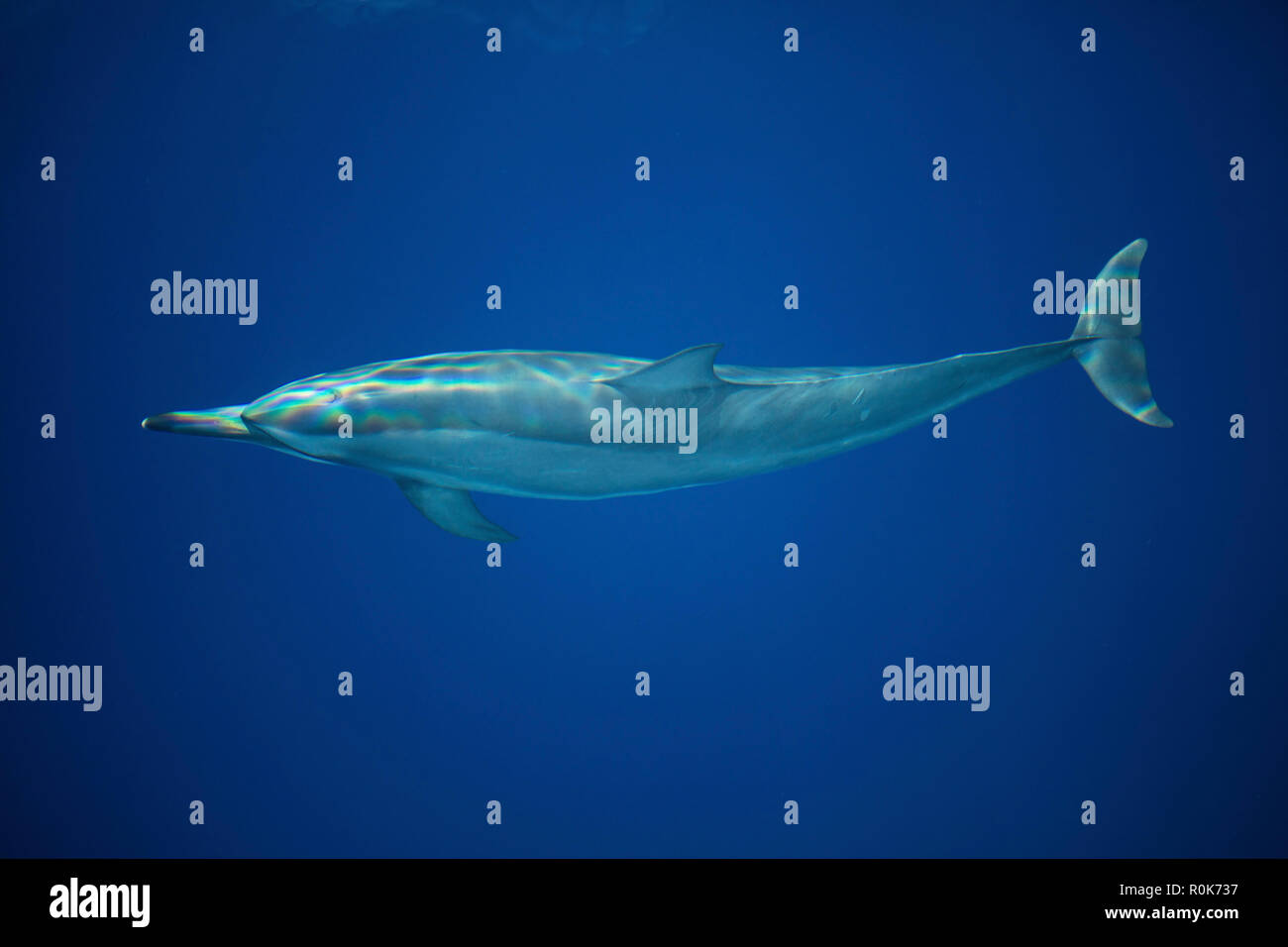 A spinner dolphin gracefully glides through the clear blue waters. Stock Photo