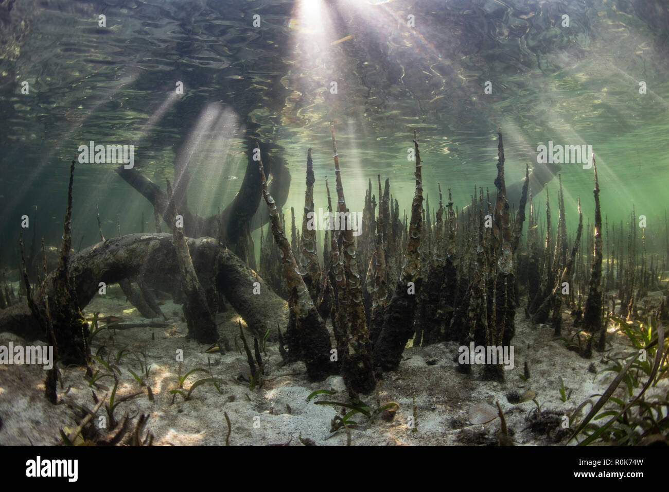 Specialized mangrove roots, called pneumatophores, rise from the ...