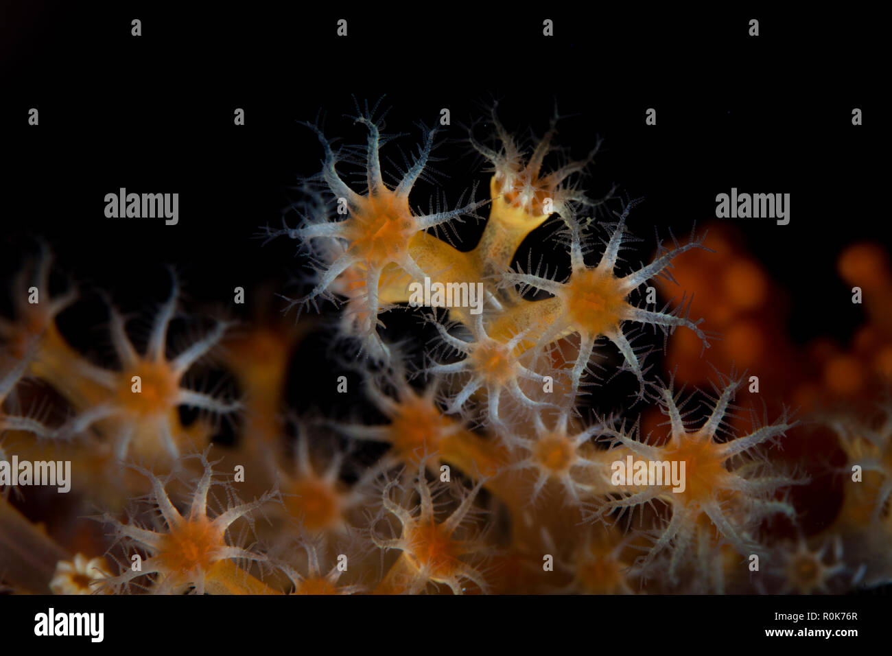 Detail of soft coral polyps growing on a coral reef. Stock Photo
