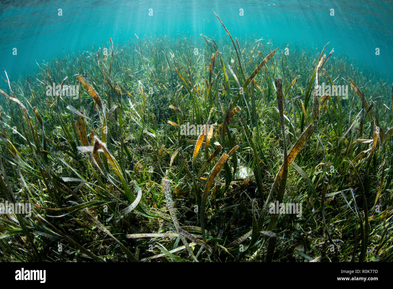 A luxurious sea grass meadow thrives in Wakatobi National Park, Indonesia. Stock Photo