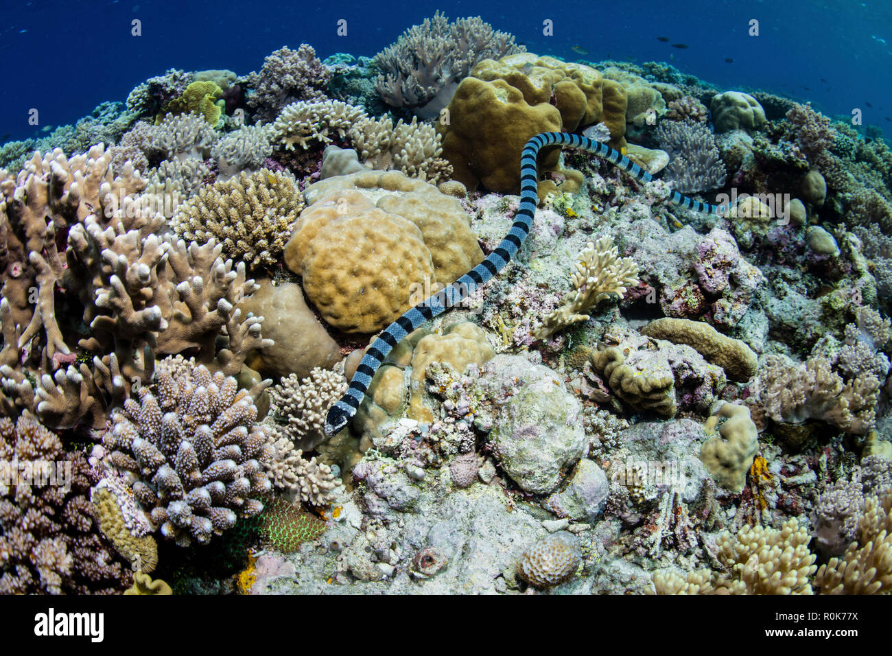 A large banded sea snake swims over a beautiful reef in Wakatobi A large banded sea snake swims over a beautiful reef in Wakatobi