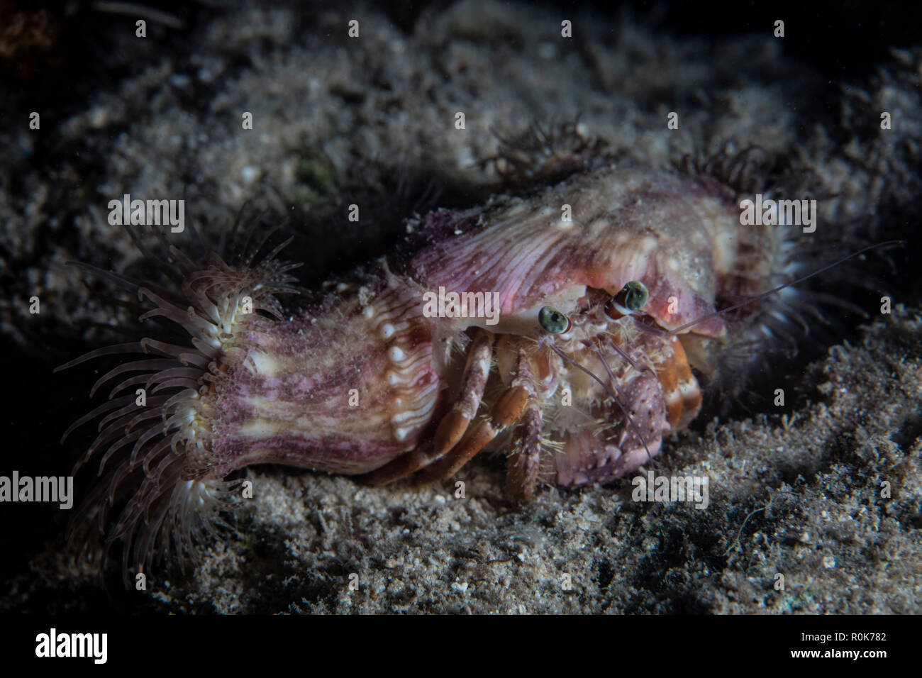 A Dardanus pedunculatus hermit crab crawls over the seafloor. Stock Photo