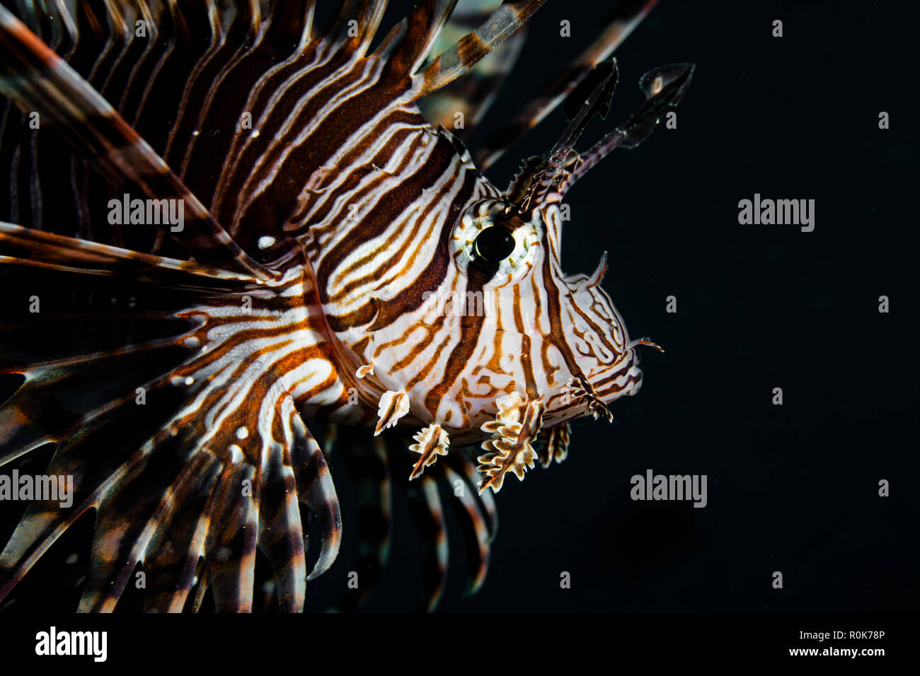 A Pterois volitan lionfish. Stock Photo