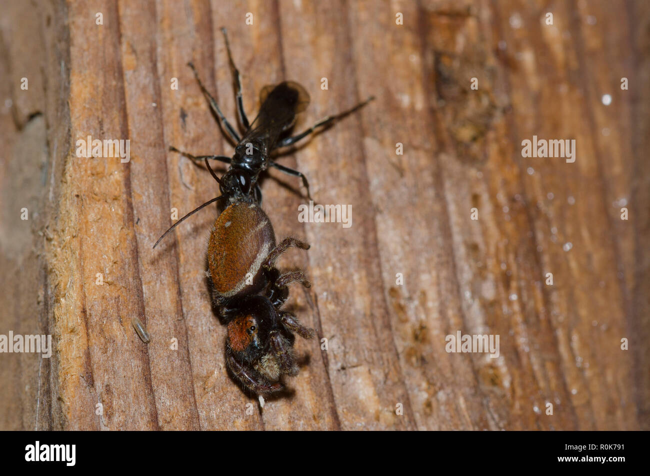 Spider Wasp, Dipogon sp., female with Jumping Spider, Phidippus whitmani, female Stock Photo