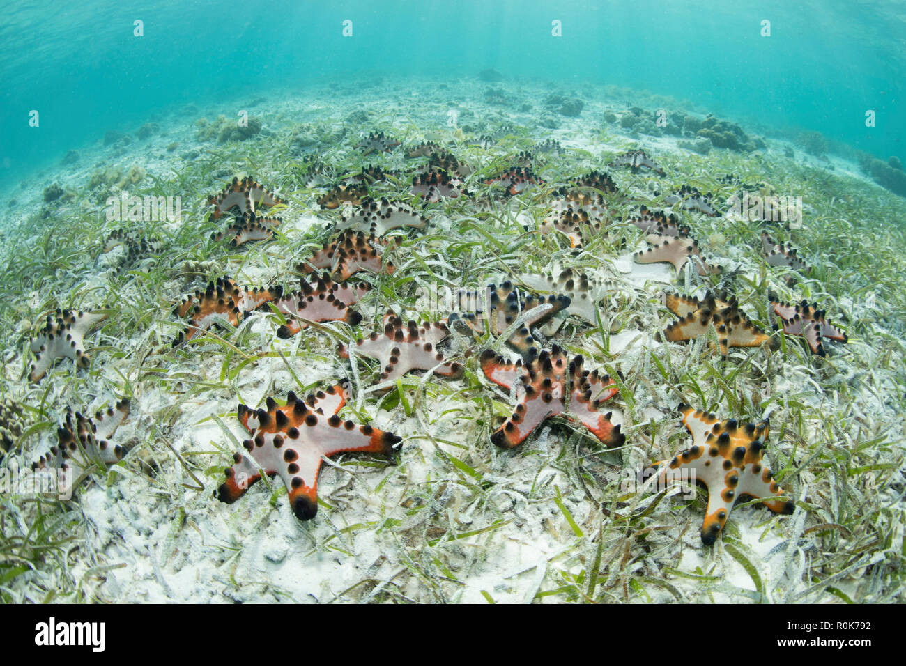 Colorful chocolate chip sea stars cover the seafloor in Wakatobi National Park. Stock Photo