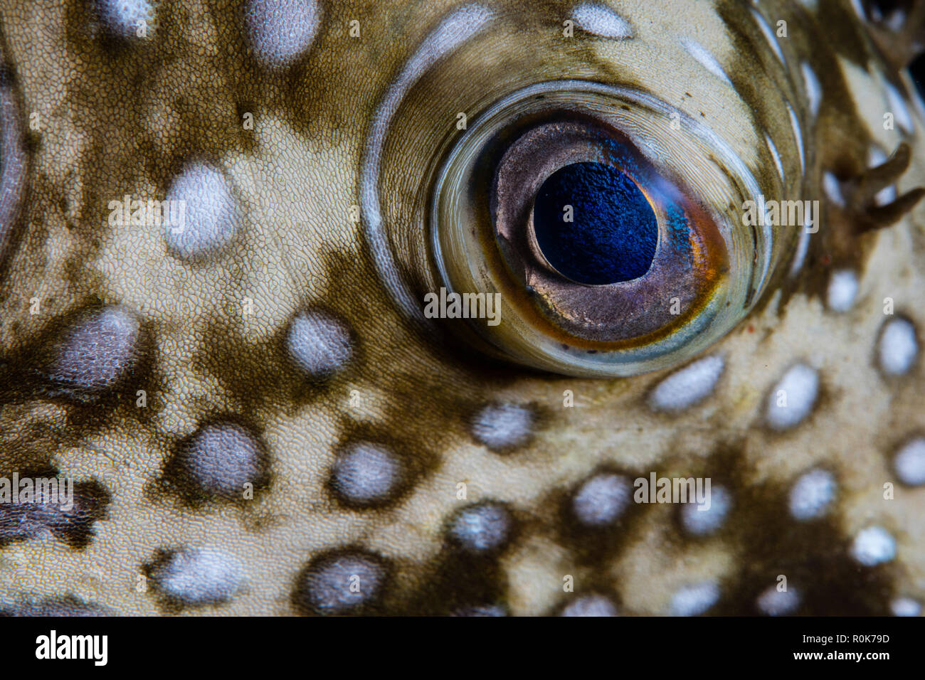 Detail of the skin of a white-spotted pufferfish. Stock Photo