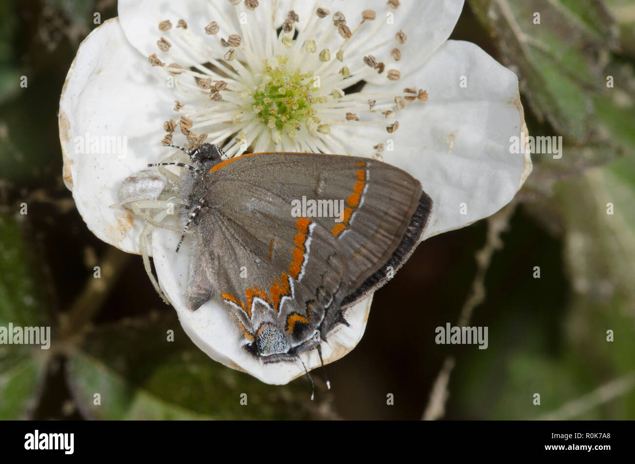 Crab Spider, Mecaphesa sp., with Red-banded Hairstreak, Calycopis cecrops, prey on blackberry, Rubus sp., blossom Stock Photo