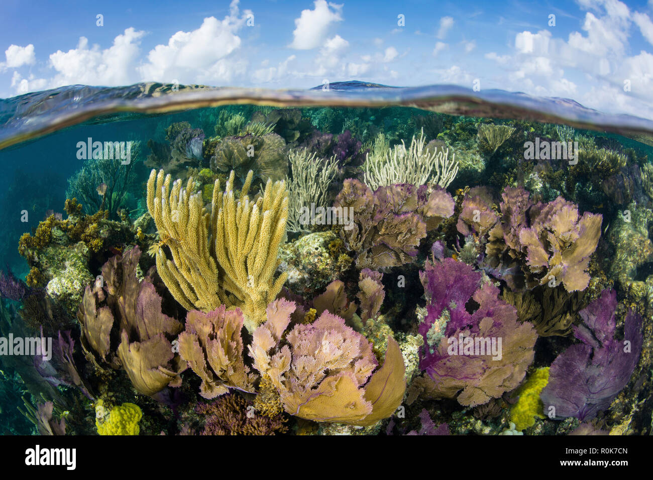 A split level view of a coral reef along the edge of Turneffe Atoll. Stock Photo