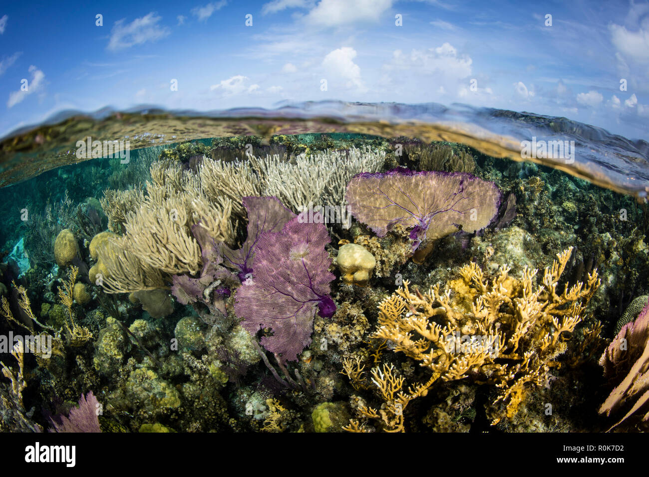 A split level view of a coral reef along the edge of Turneffe Atoll. Stock Photo