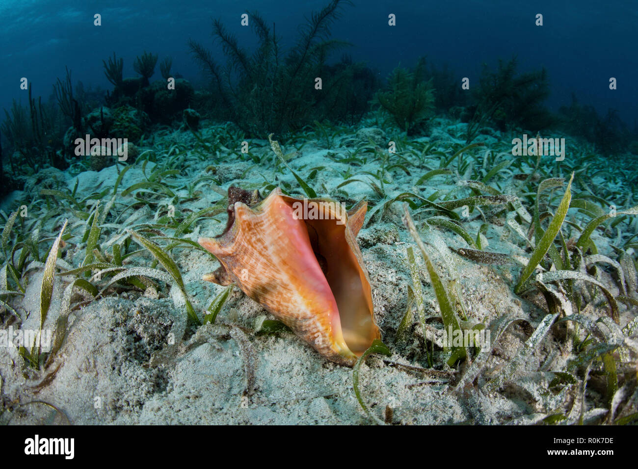 A colorful queen conch on the seagrass-covered seafloor of Turneffe Atoll in Belize. Stock Photo