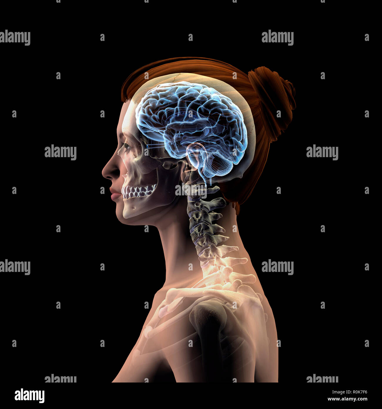 Female human skull hi-res stock photography and images - Alamy