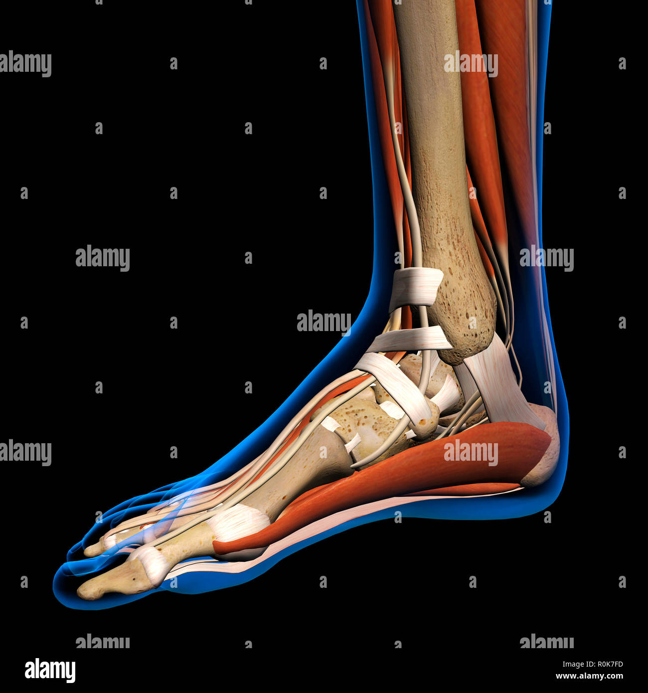 X-ray medial view of a woman's foot. Stock Photo